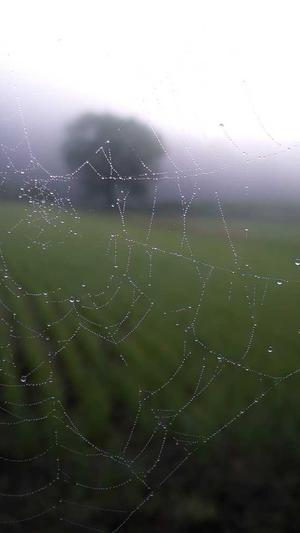 孕妇可以吃茄瓜吗截图4