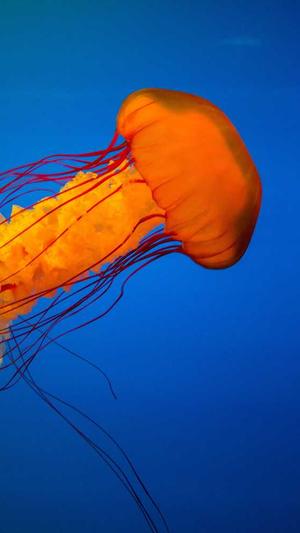 哈密瓜小孩可以吃吗截图4