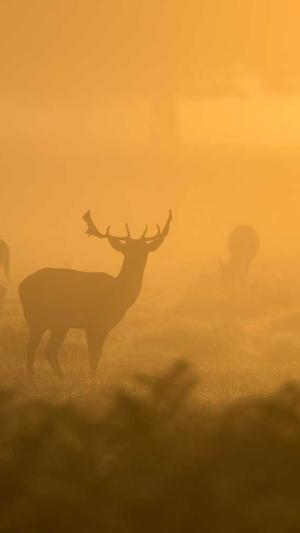 黑料不打烊688su母女截图3