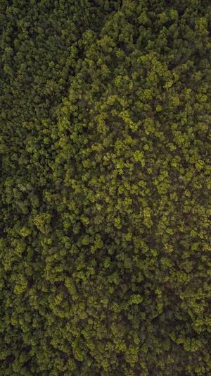 佛手瓜怎么吃能降血糖截图1